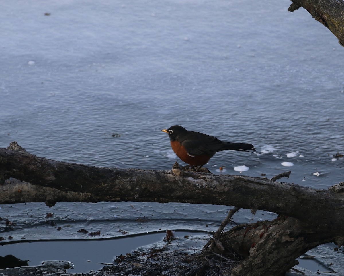 American Robin - ML647042265