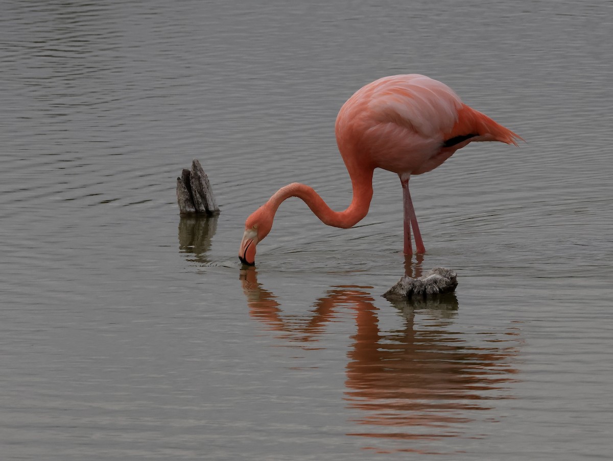 American Flamingo - ML647042272