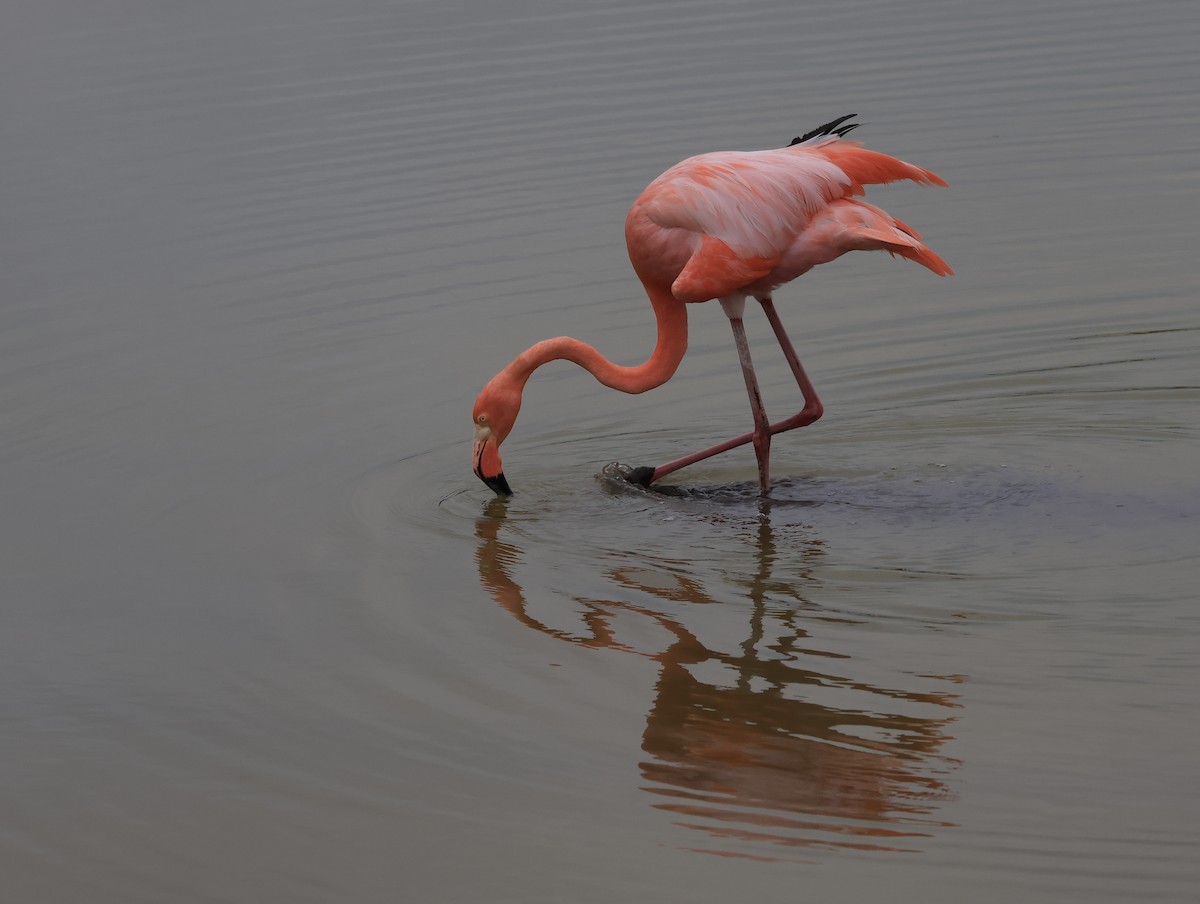 American Flamingo - ML647042273