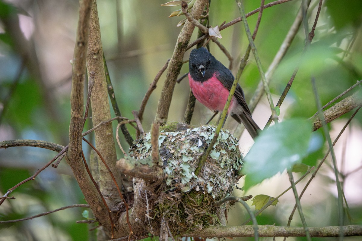 Pink Robin - ML647042282