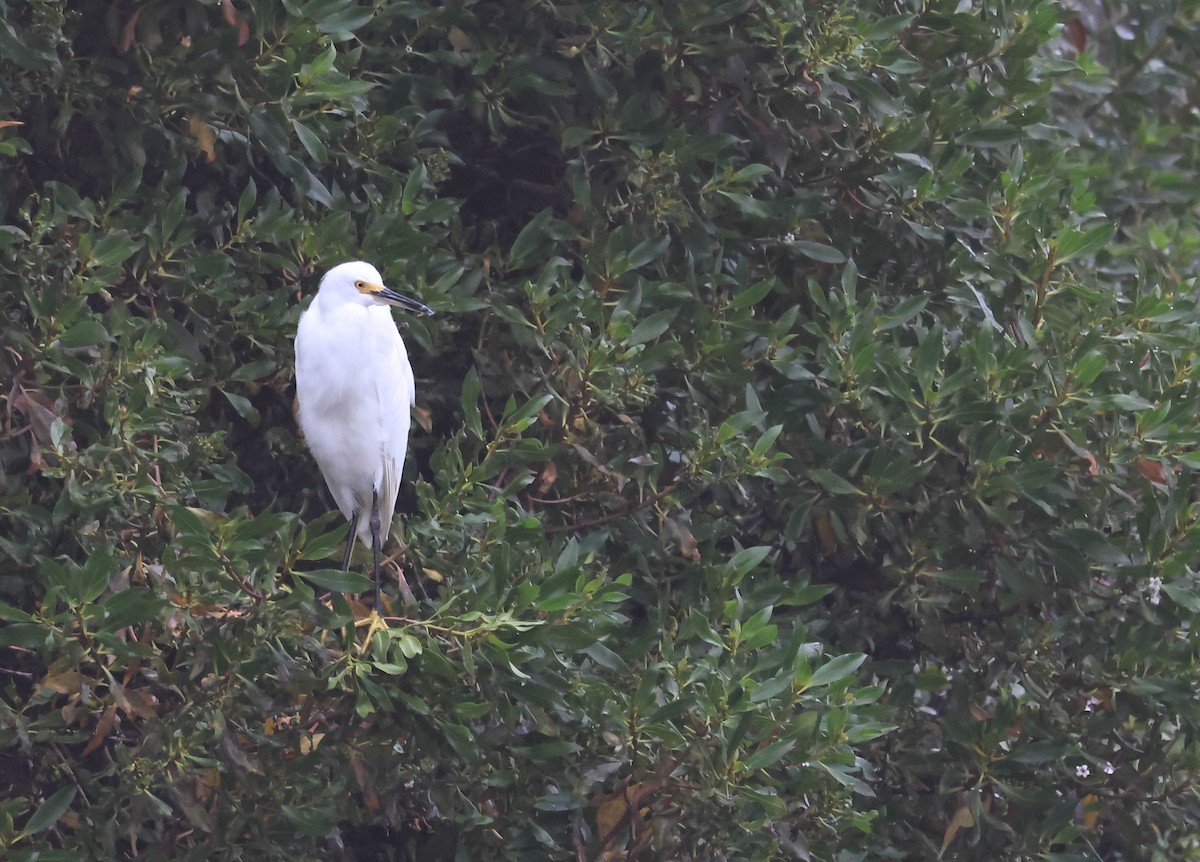 Garceta Nívea - ML647042283