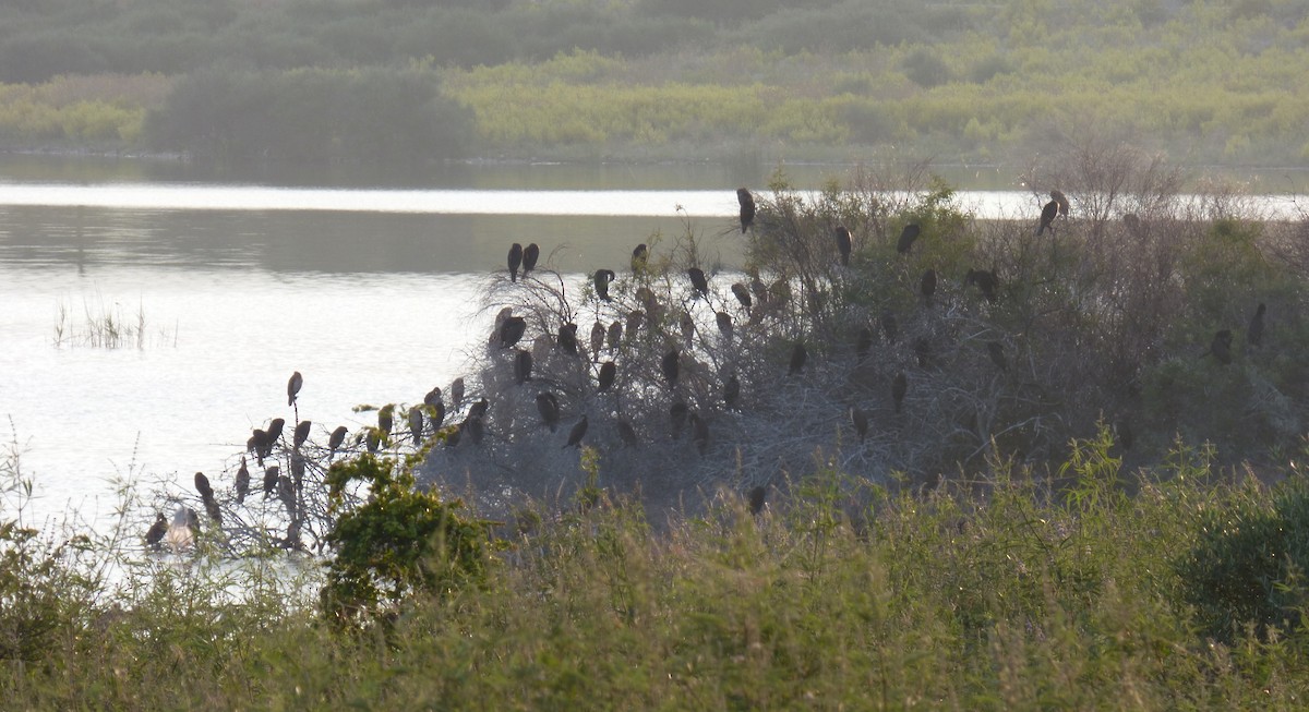 Cormorán Pigmeo - ML647042290