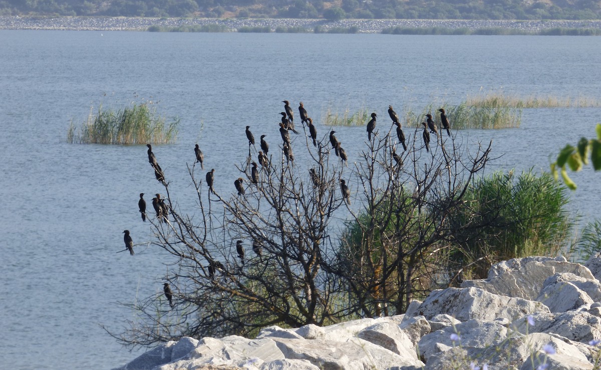 Cormorán Pigmeo - ML647042291