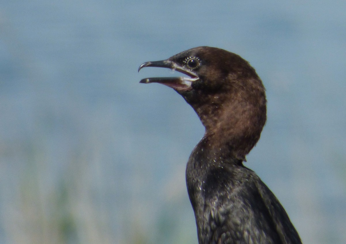 Cormorán Pigmeo - ML647042296