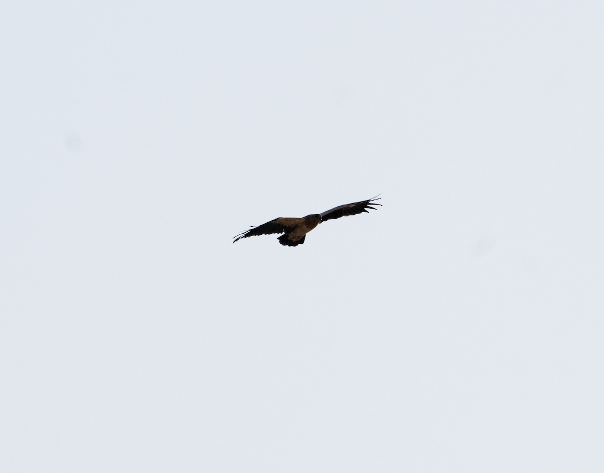 Greater Spotted Eagle - ML647042297