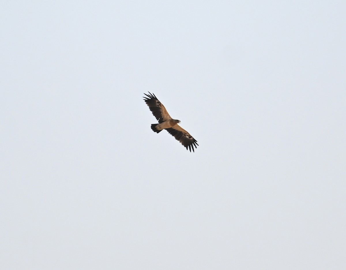 Greater Spotted Eagle - ML647042298