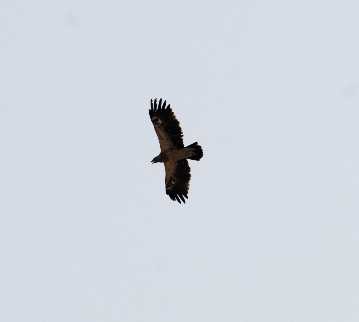 Greater Spotted Eagle - ML647042301