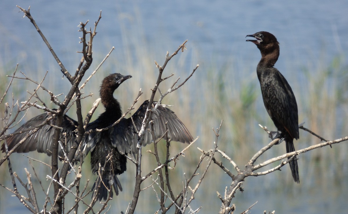 Cormorán Pigmeo - ML647042303