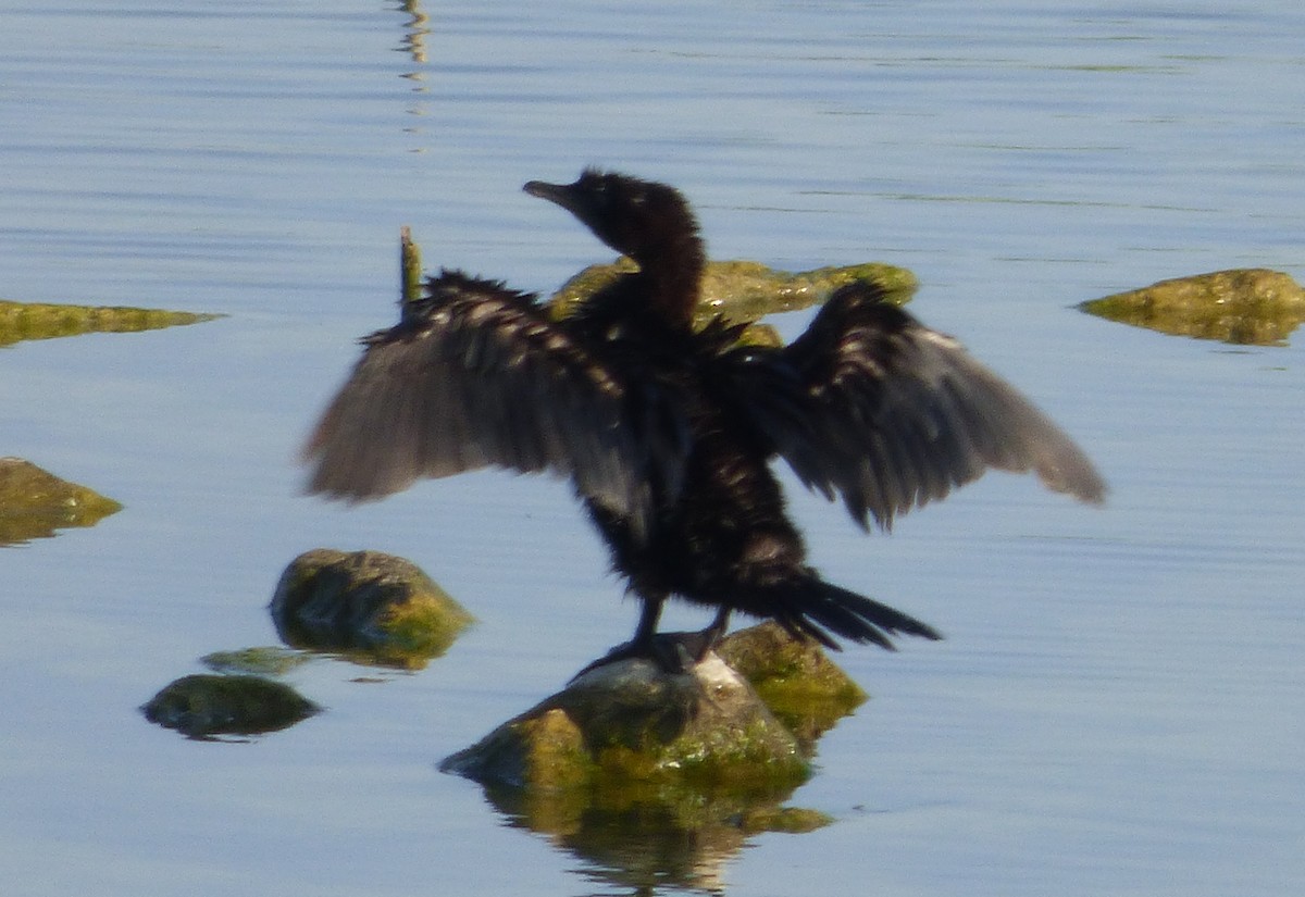 Cormorán Pigmeo - ML647042311