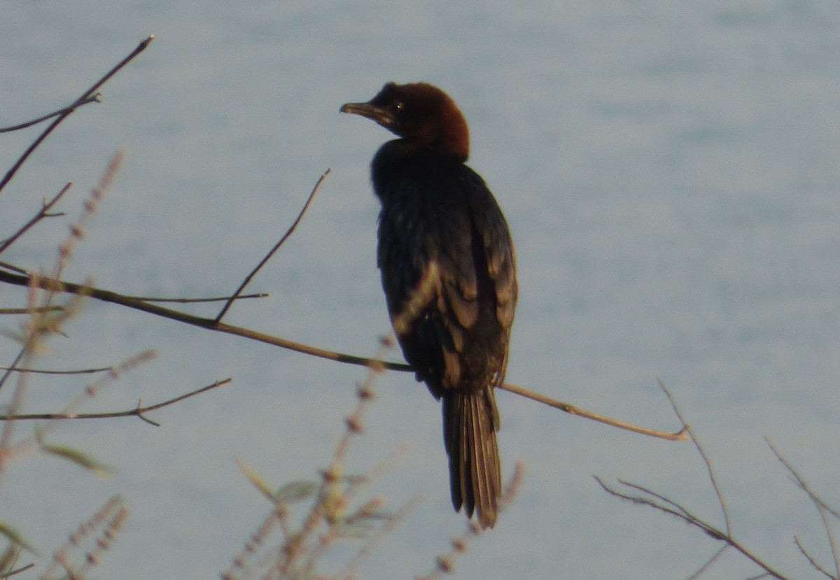 Cormorán Pigmeo - ML647042312