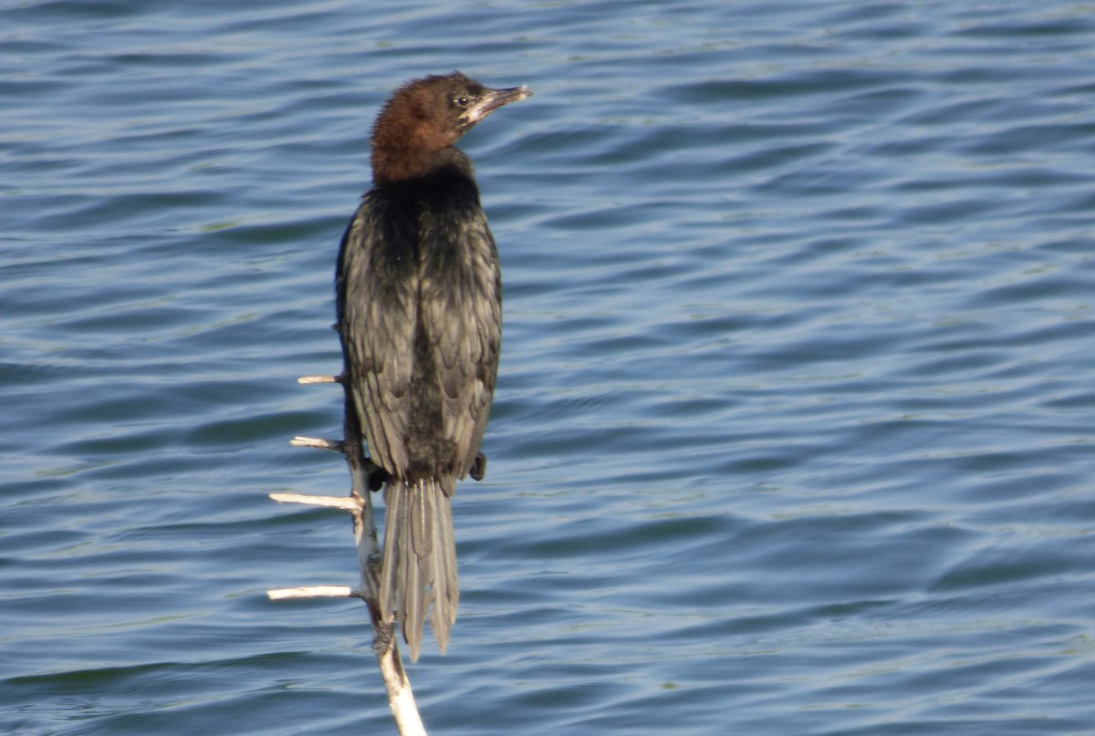 Cormorán Pigmeo - ML647042313