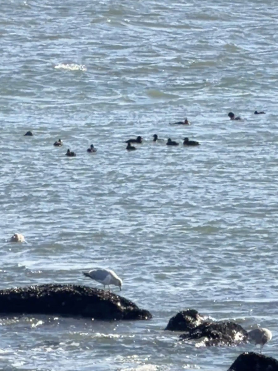 クロガモ - ML647042319