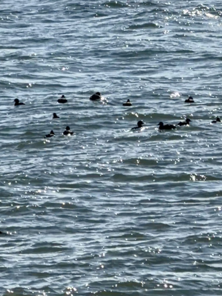 クロガモ - ML647042320