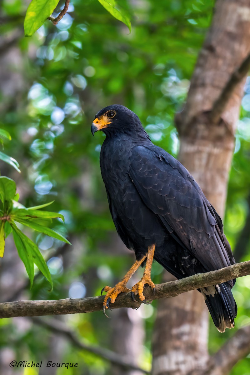 Common Black Hawk - ML647042326