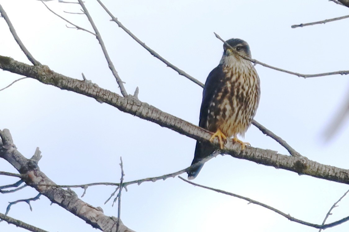 Merlin - ML647042370