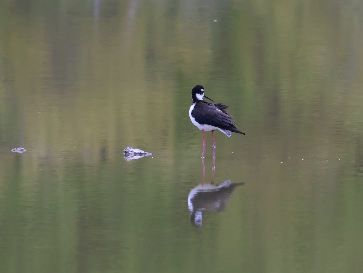 Black-necked Stilt - ML647042372