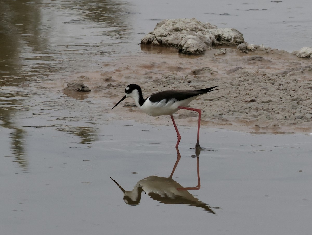 Black-necked Stilt - ML647042373