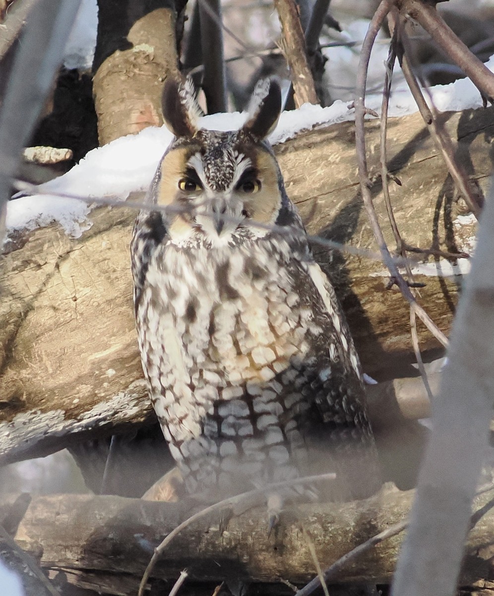 Long-eared Owl - ML647042382