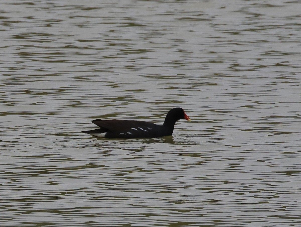 Common Gallinule - ML647042385