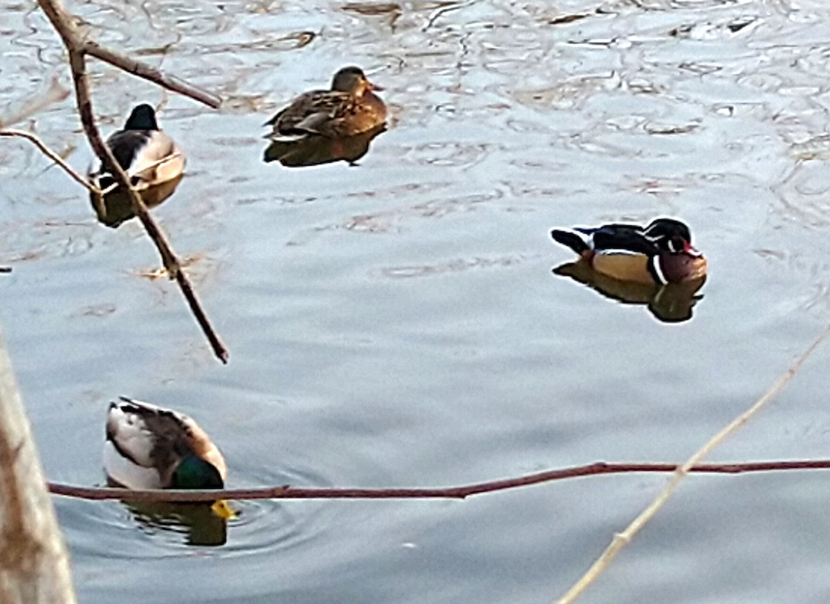 美洲鴛鴦 - ML647042393