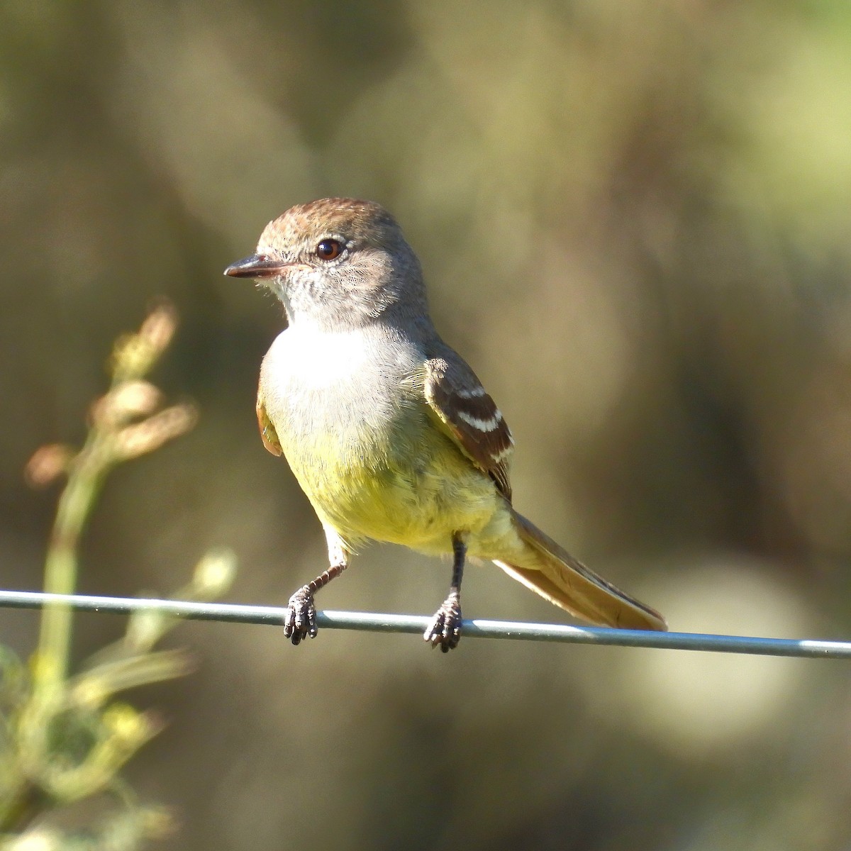 ミナミヤブハエトリ - ML647042395