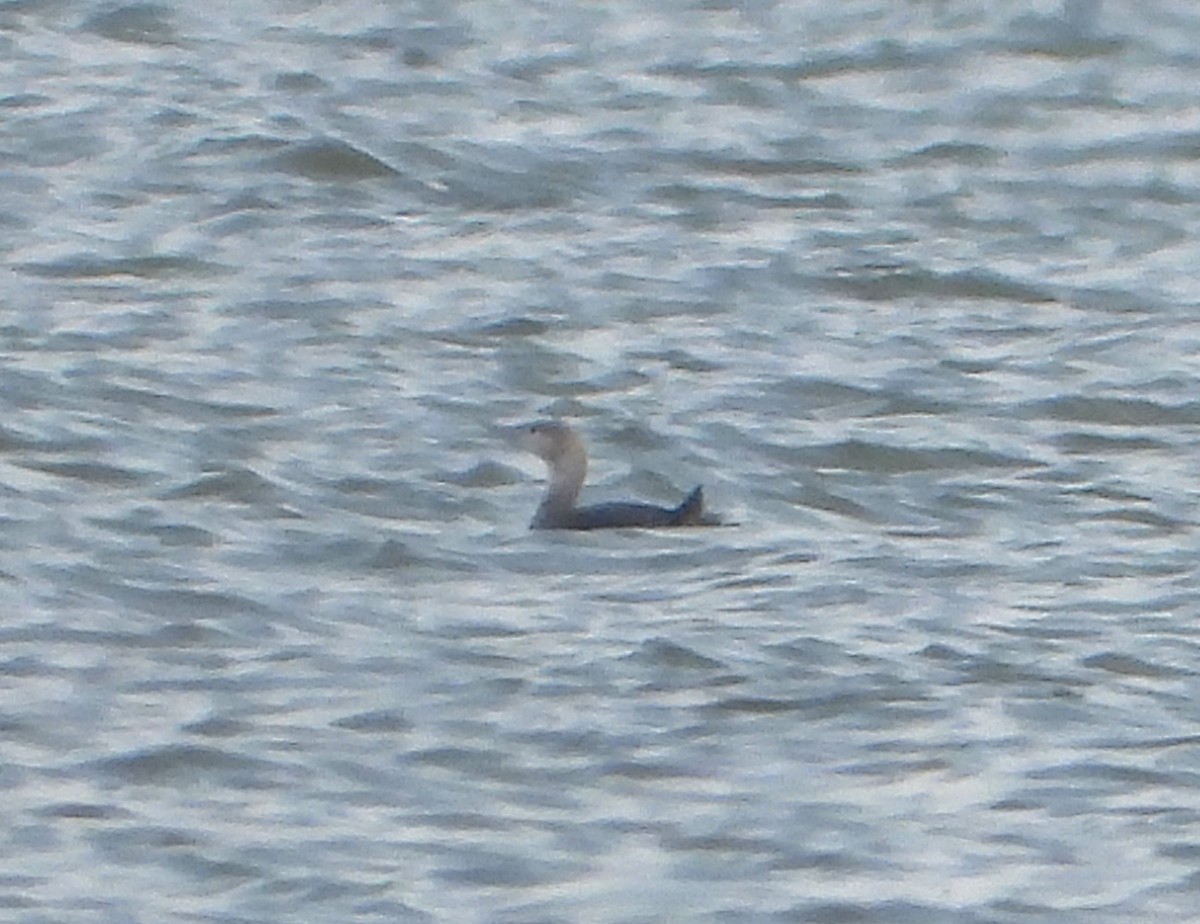 Red-throated Loon - ML647042400