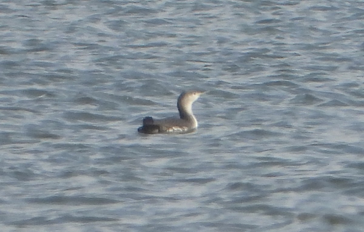 Red-throated Loon - ML647042401
