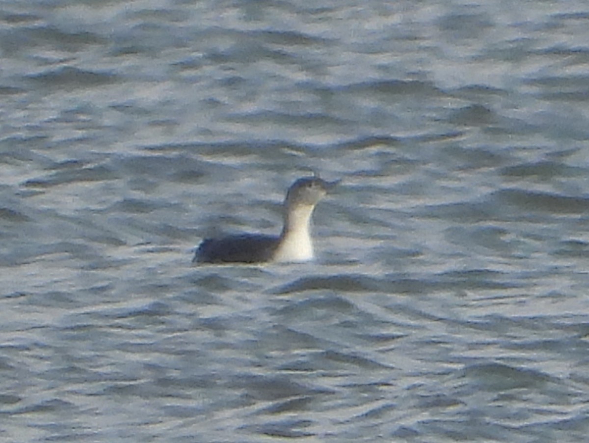 Red-throated Loon - ML647042402