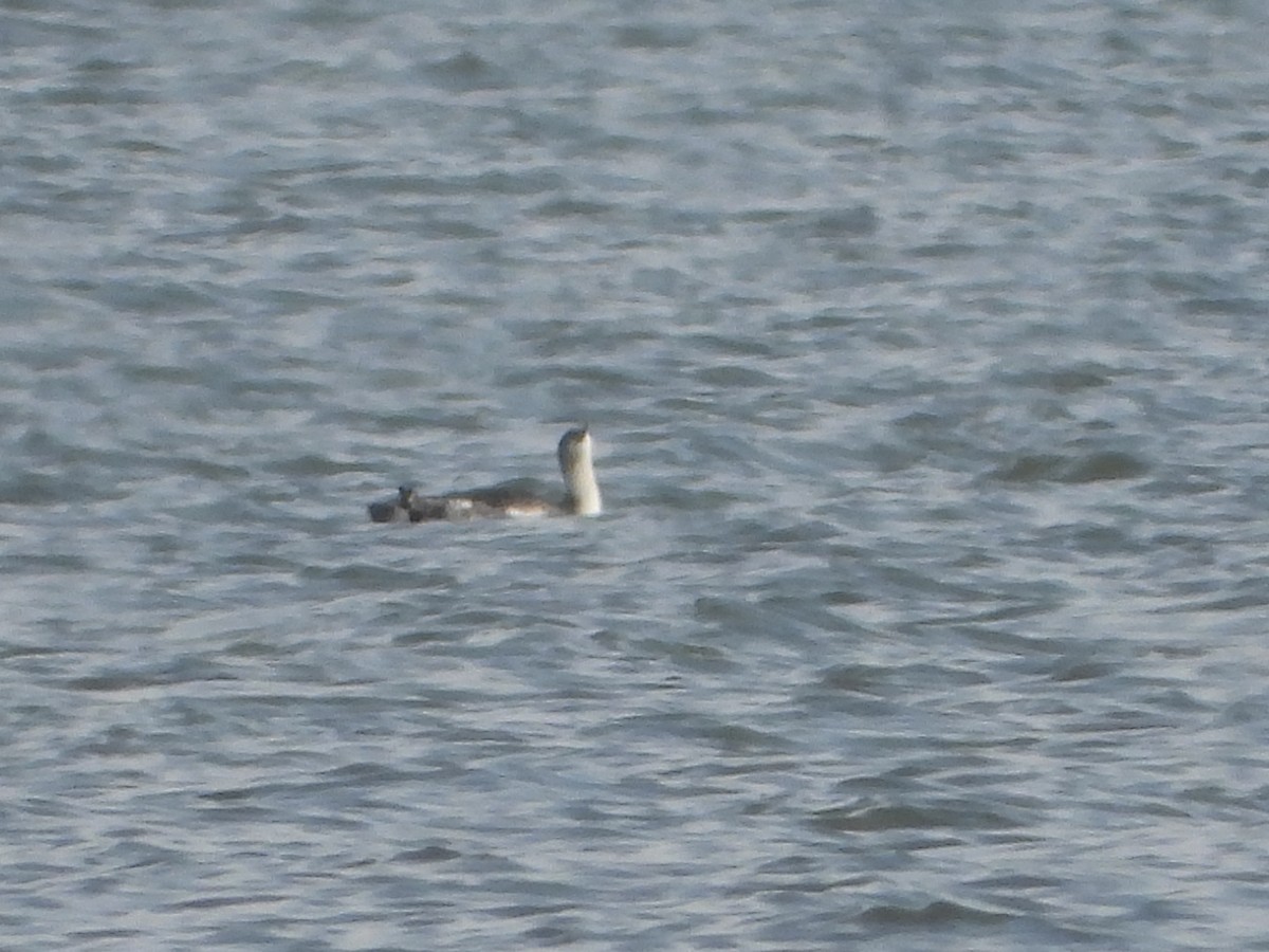 Red-throated Loon - ML647042403