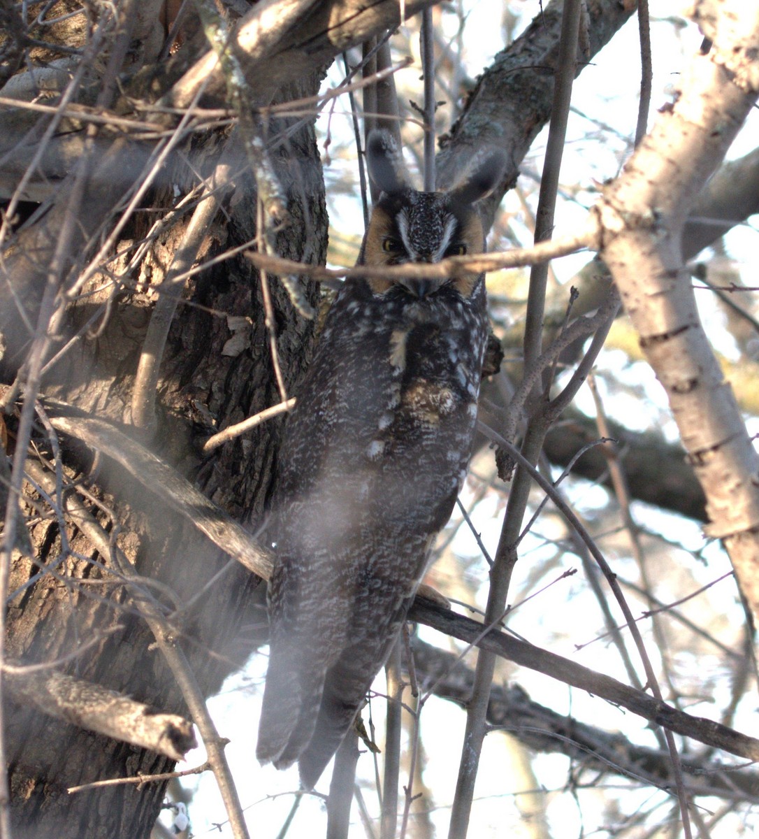 Long-eared Owl - ML647042405