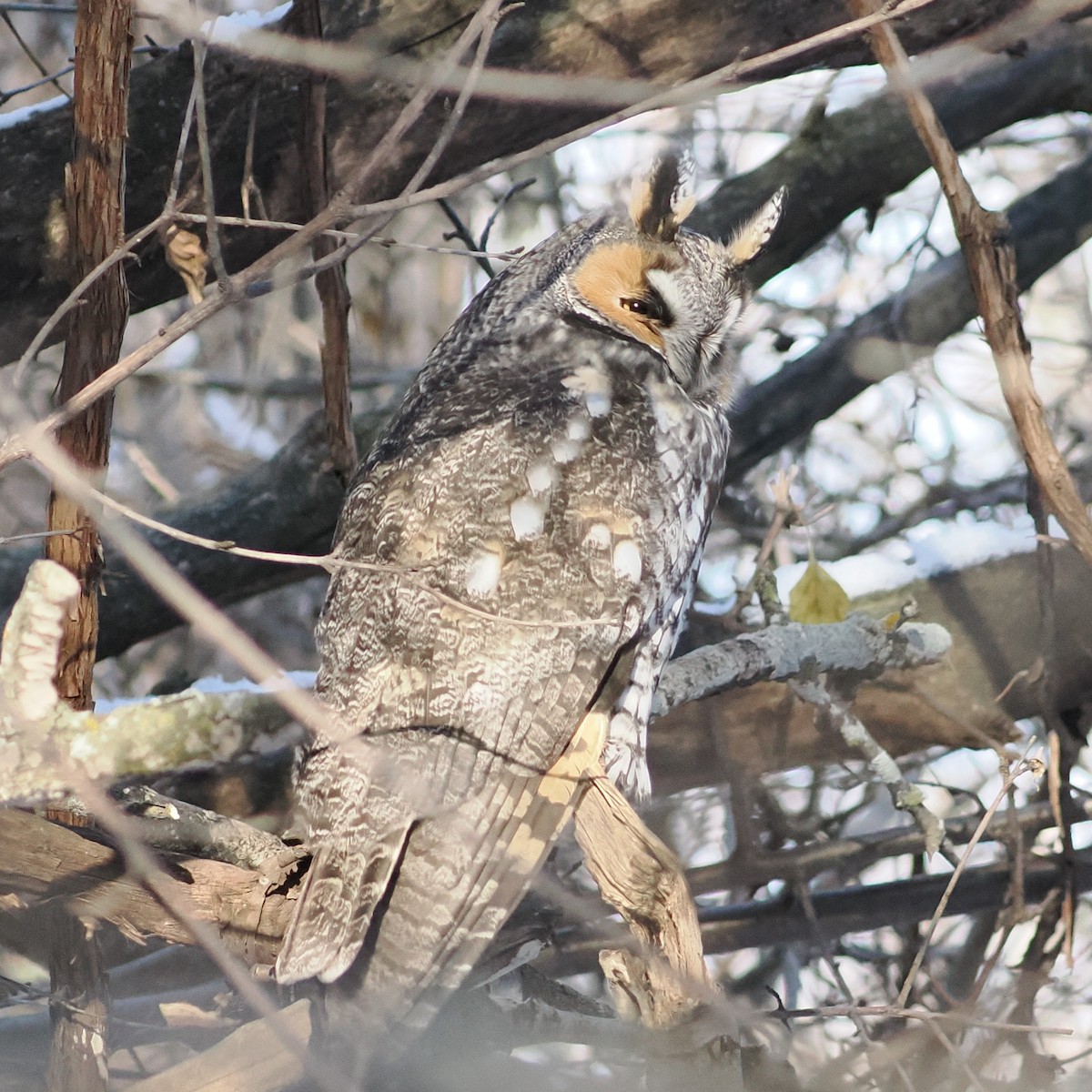 Long-eared Owl - ML647042414
