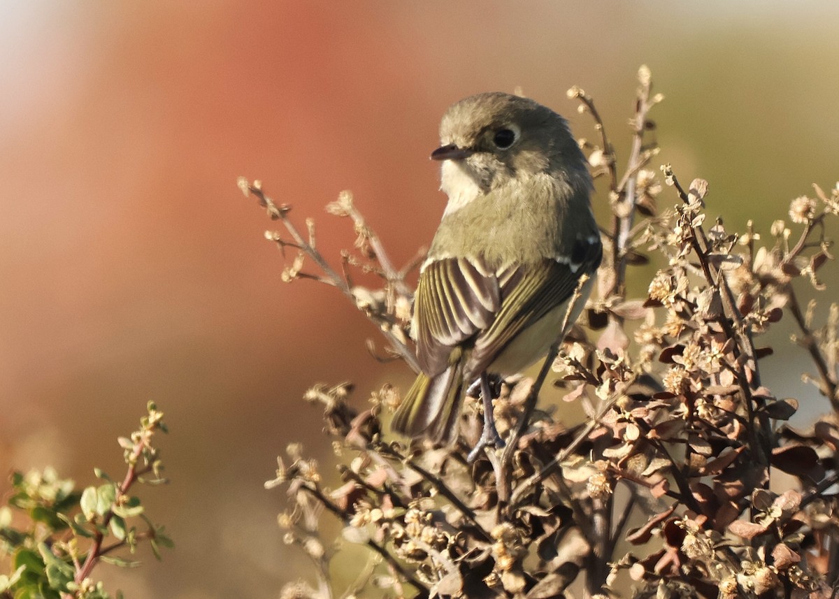Короткоклювый виреон - ML647042422