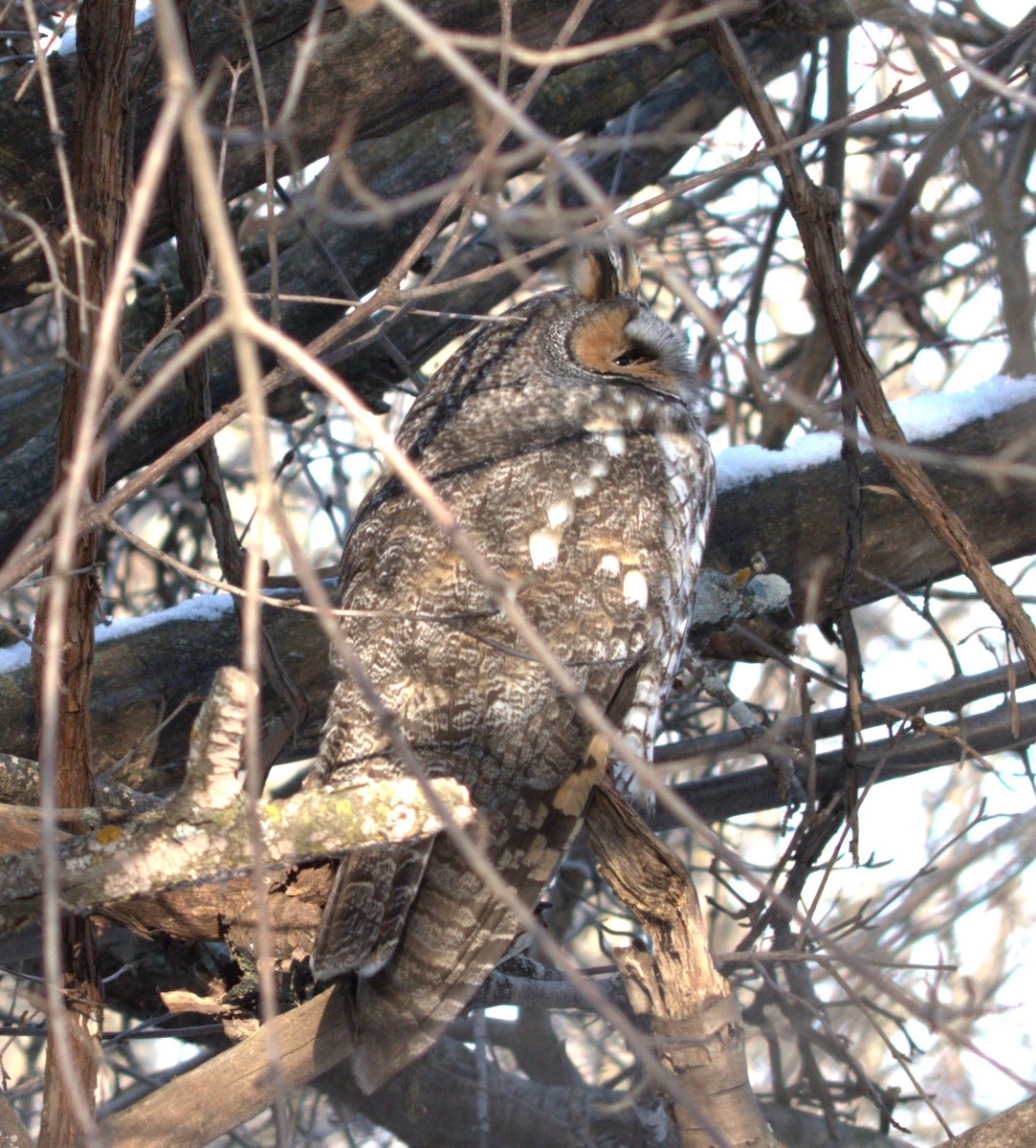 Long-eared Owl - ML647042427