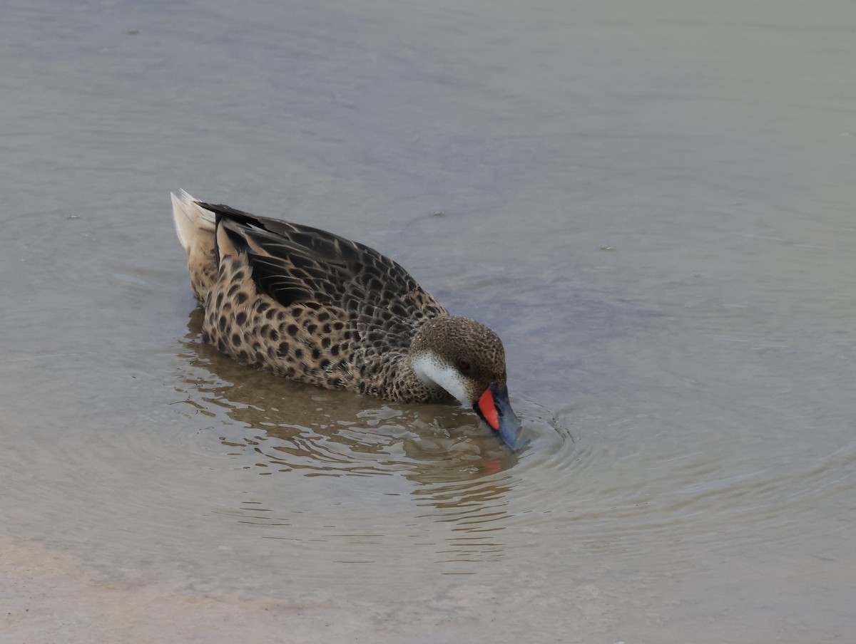 White-cheeked Pintail - ML647042428