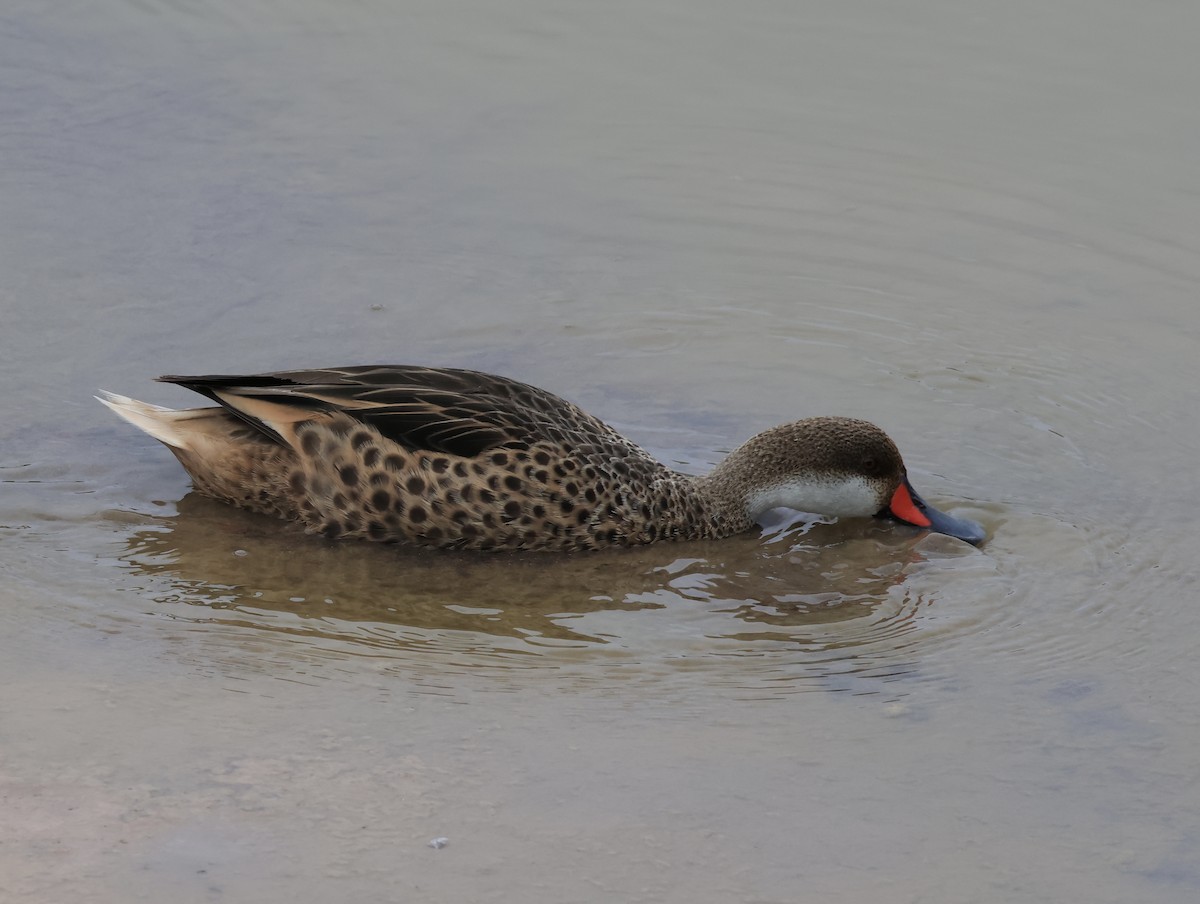 White-cheeked Pintail - ML647042429