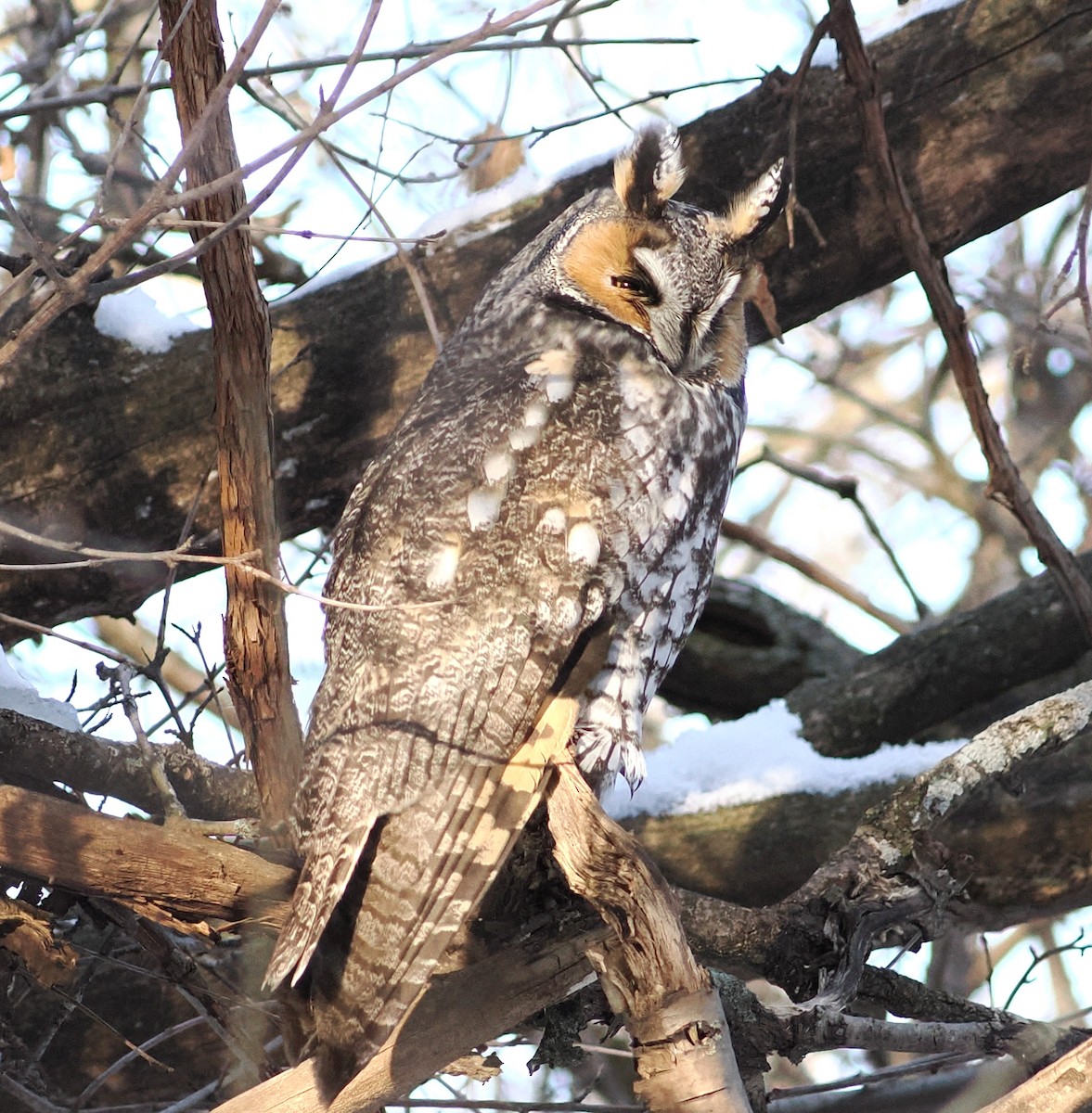 Long-eared Owl - ML647042441