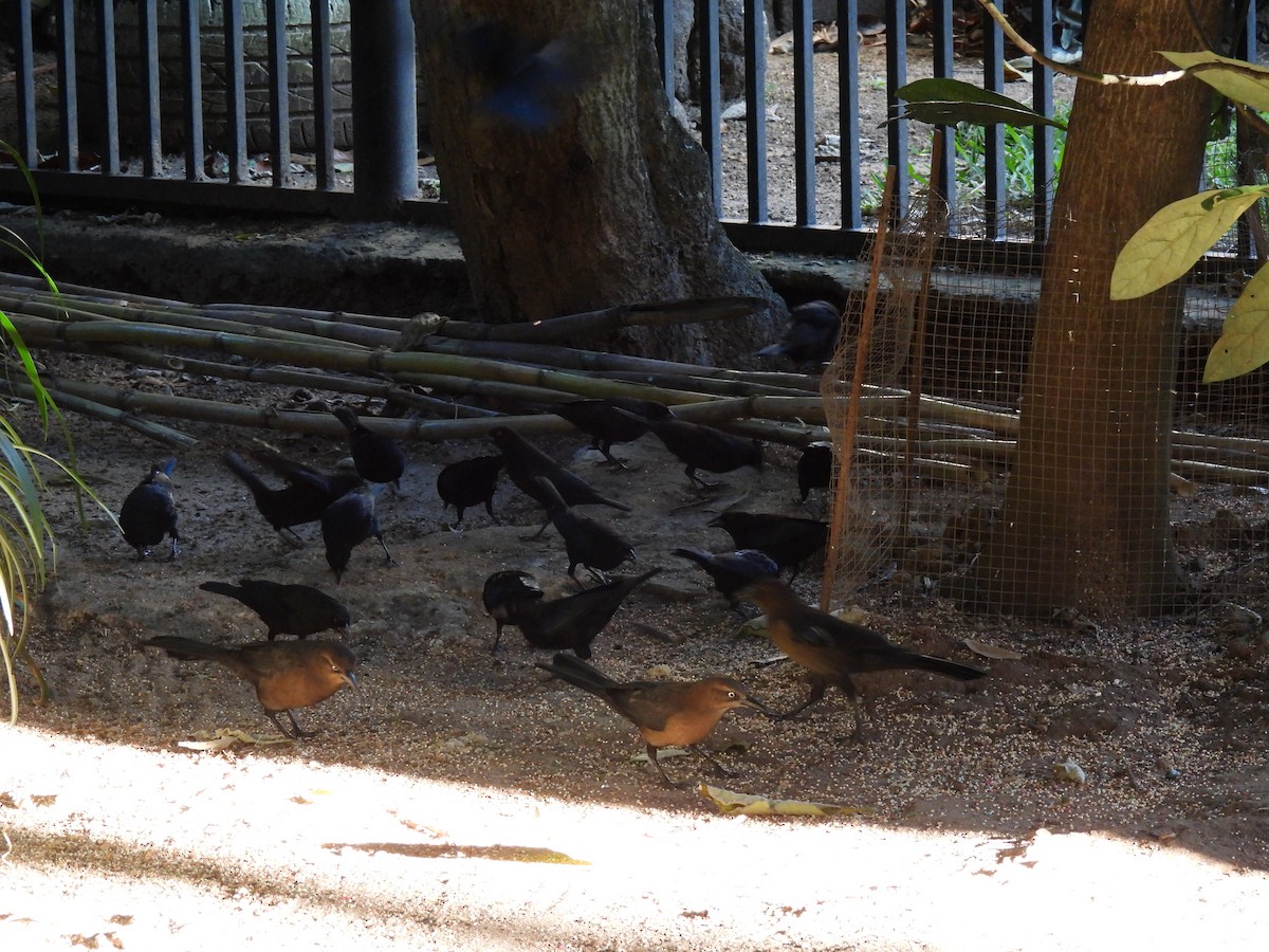 Bronzed Cowbird - ML647042442