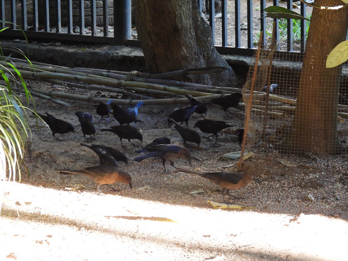 Bronzed Cowbird - ML647042443