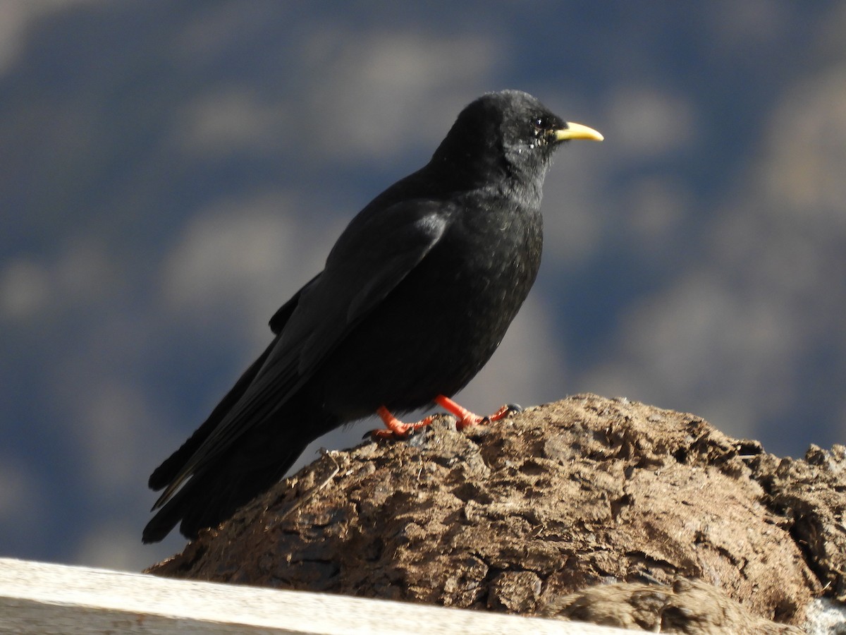 Галка альпійська жовтодзьоба - ML647042444