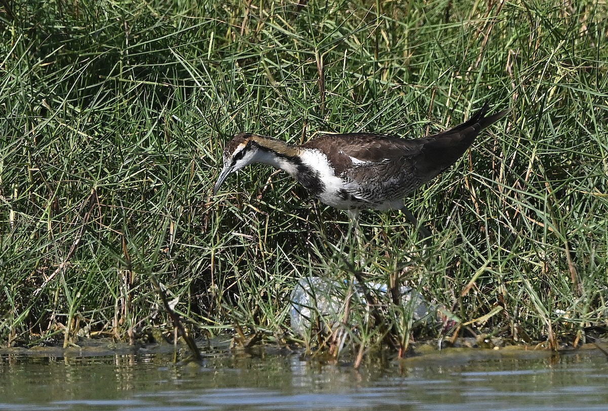 Фазанохвостая якана - ML647042464