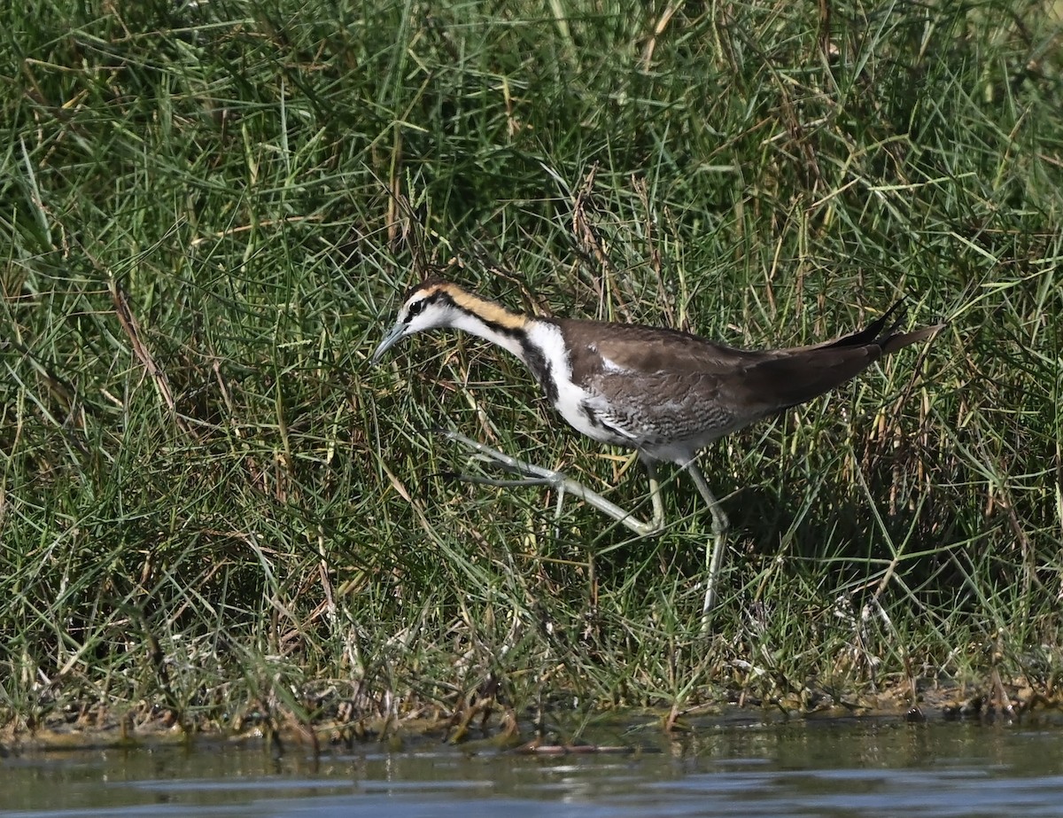 Фазанохвостая якана - ML647042484