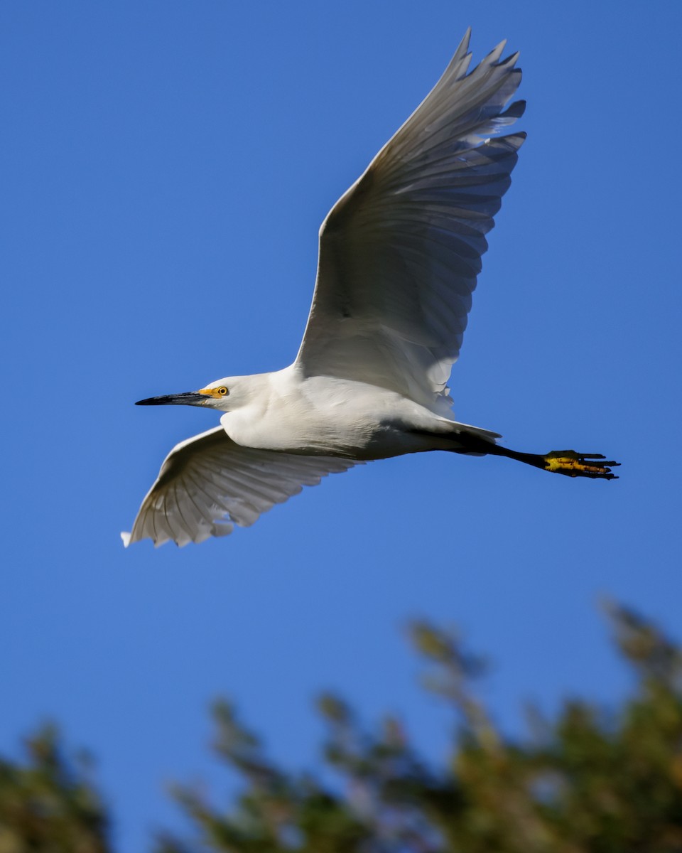 Garceta Nívea - ML647042485