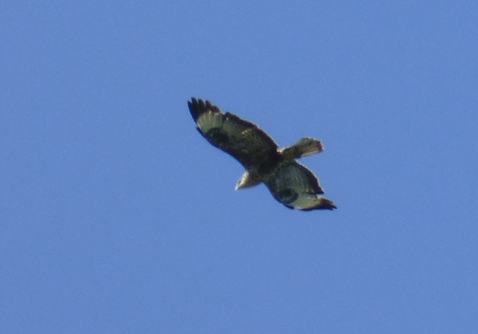 Long-legged Buzzard (Northern) - ML647042489