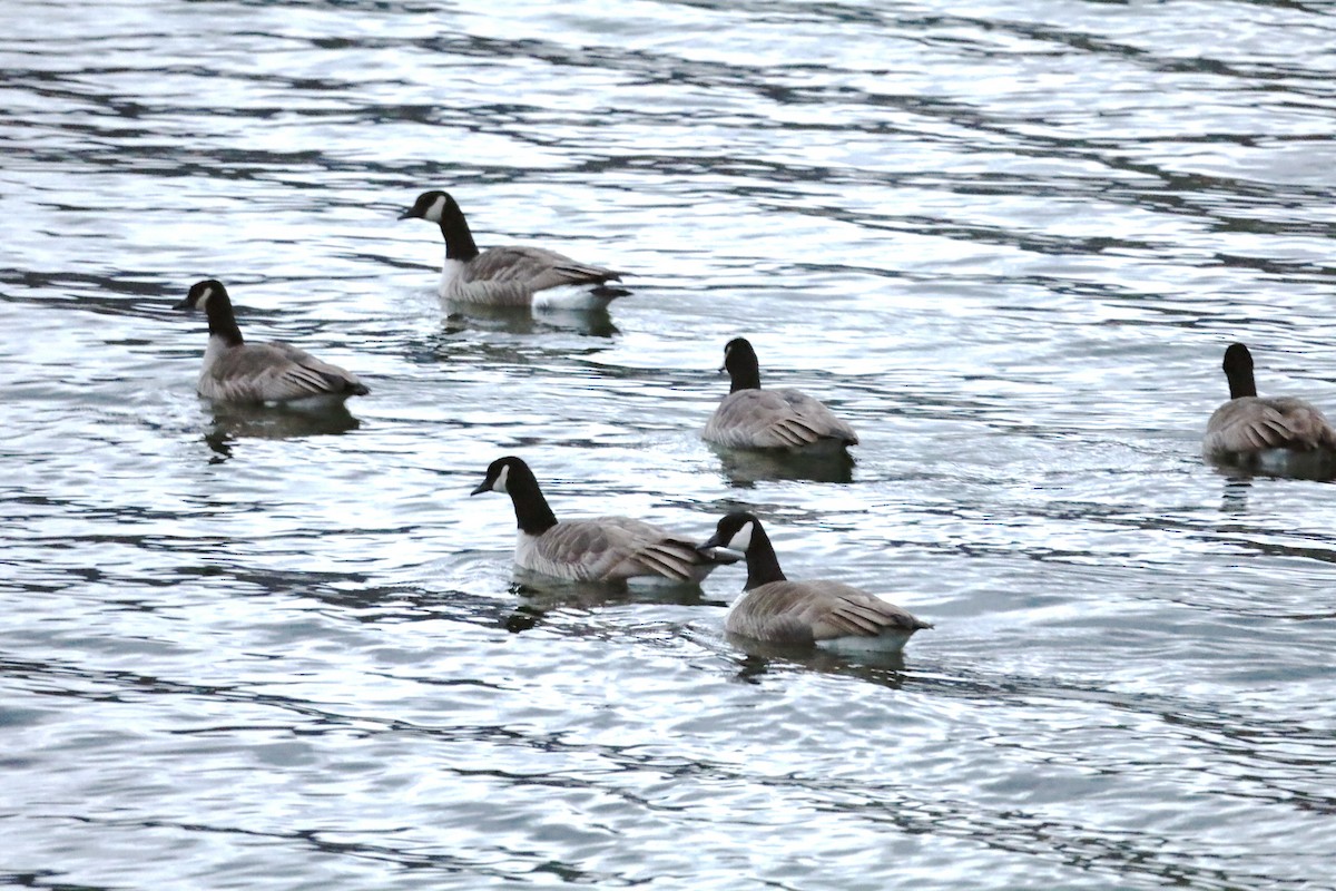 Canada Goose - ML647042495