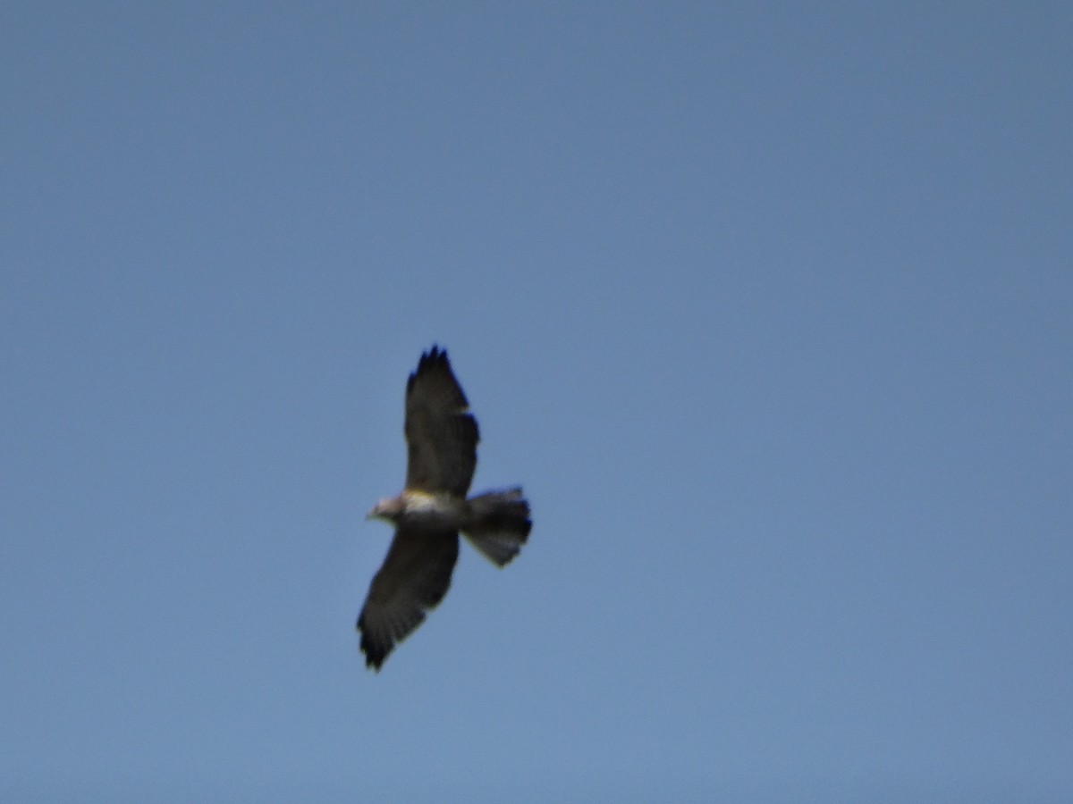 Broad-winged Hawk - ML647042500