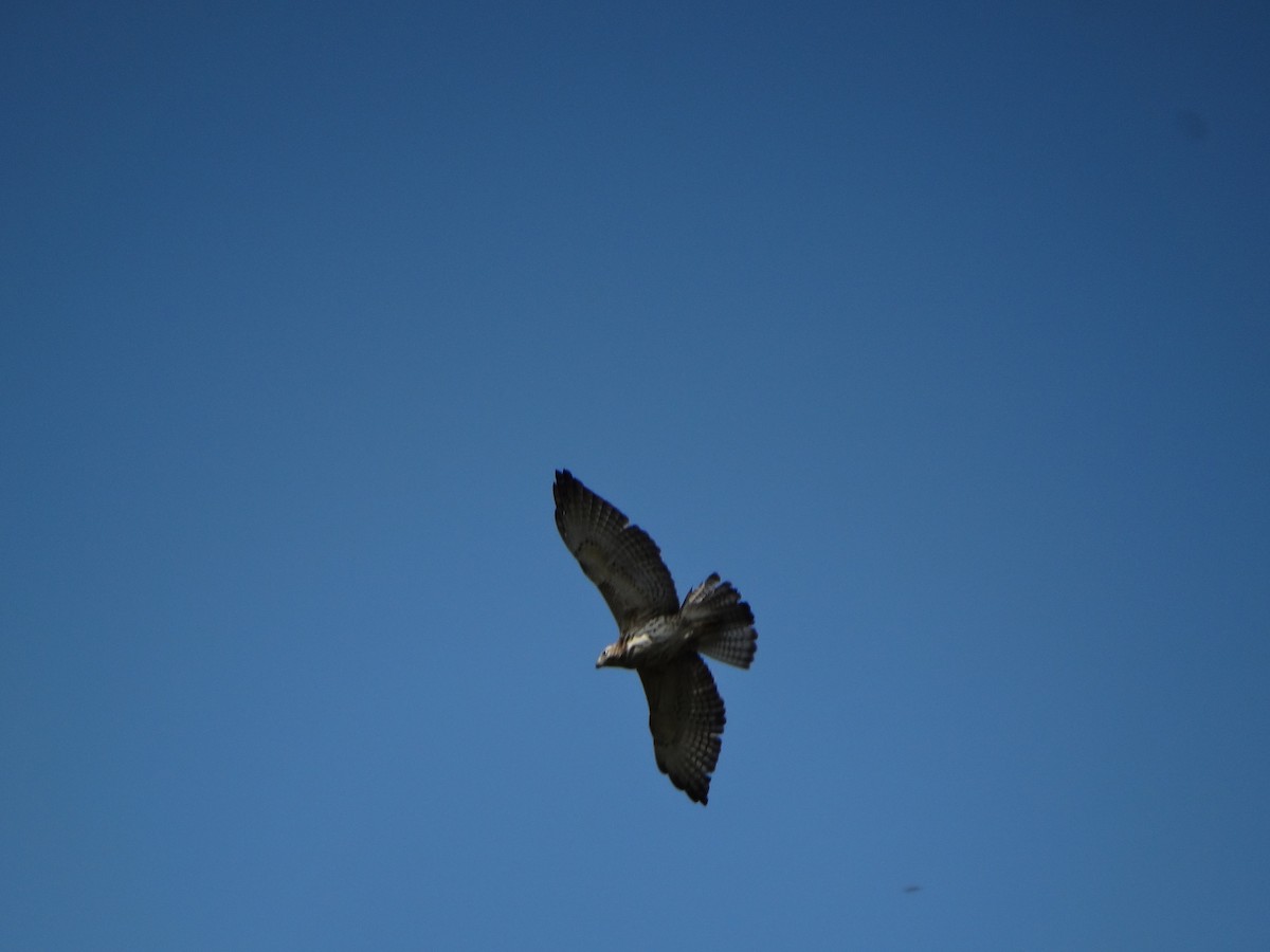 Broad-winged Hawk - ML647042501