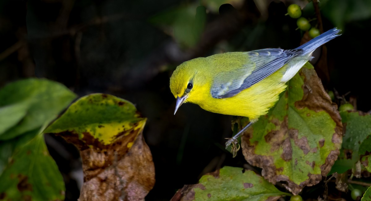 アオバネアメリカムシクイ - ML647042503