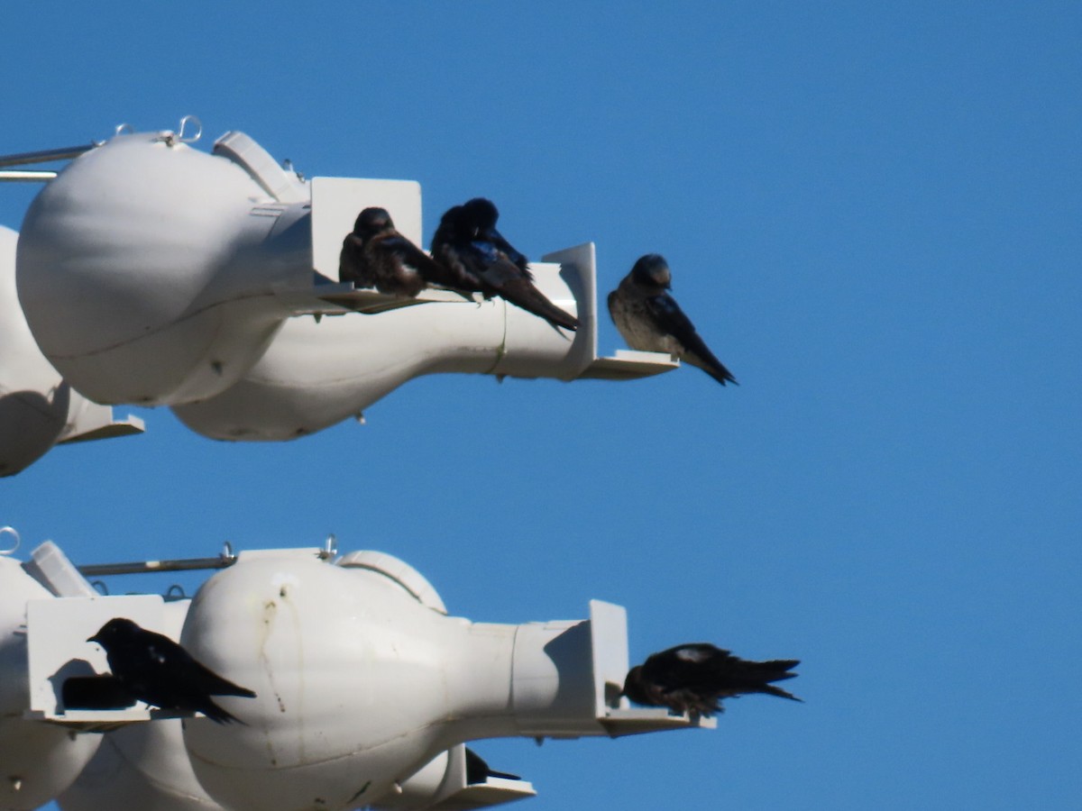 ムラサキツバメ - ML647042506