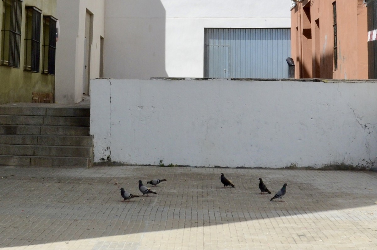 Piccione domestico - ML647042508