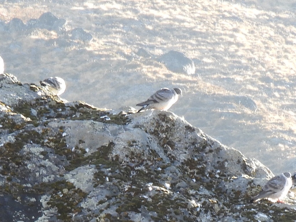 Snow Pigeon - ML647042509